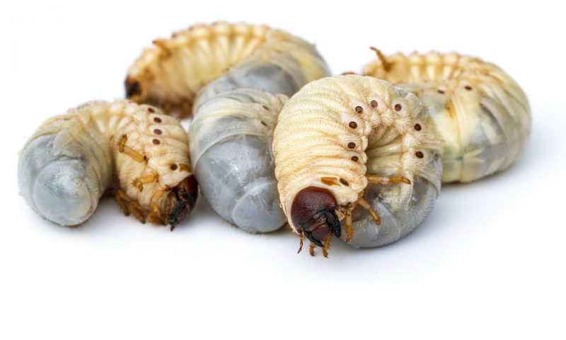 Lawn Care Services include grubs can destroy a remarkable yard
