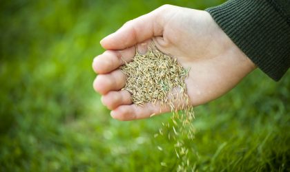 overseeding with aeration is recommended for NWI Lawn recovery after lawn disease and drought