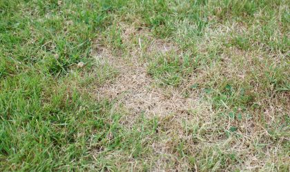 How to keep lawn green in summer heat. 10 tips for Surviving the August drought in NWI