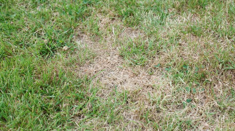 How to keep lawn green in summer heat. 10 tips for Surviving the August drought in NWI
