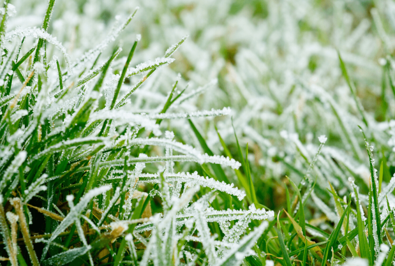 Lawn winterizer is the most important fertilizer ever! The secret to having a remarkable lawn next year depends on if your grass absorbs and stores nutrients all the way up until the ground freezes.