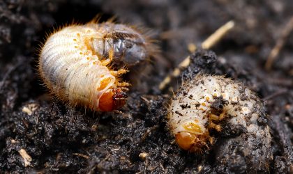 A grub is described at a c shaped larvae with 3 legs coming from its head.
