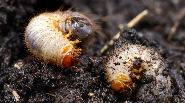 Grub Control in Northwest Indiana: Signs & Timing | Perma-Green