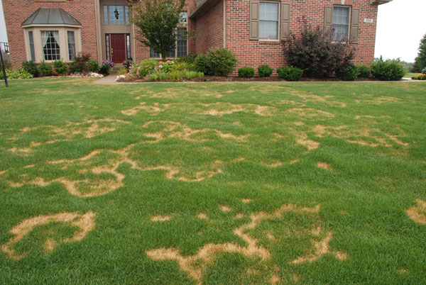 This blog is about lawn recovery in NWI