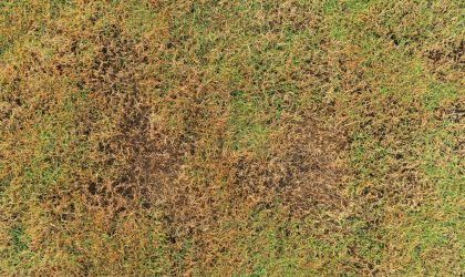 NWI is facing lawn disease -pictured. Perma-Green offers september solutions