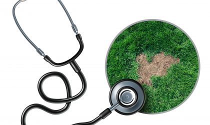 LAWN DISEASE RECOVERY IS COVERED IN THIS ARTICLE