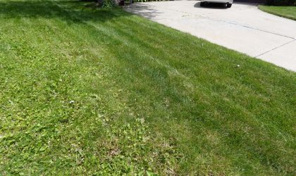 weeds can consumer a lawn fast if untreated like this Valparaiso lawn did 