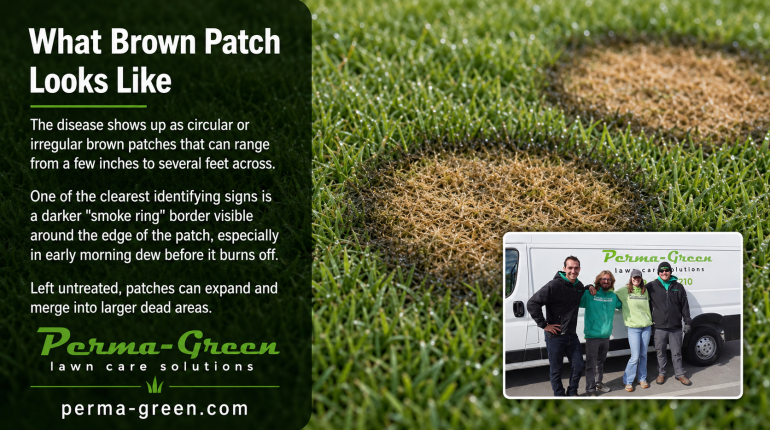 brown patch lawn disease is identified for nwi homeowners