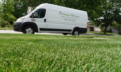 Red Thread Lawn Disease: Identification and Causes